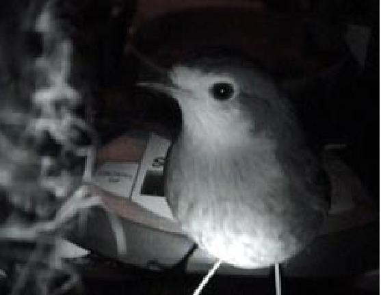 A robin active at night in a street lit area